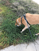 a shepherd-retriever mix dog with an amber colored coat on a leash with his nose pressed down into a patch of grass